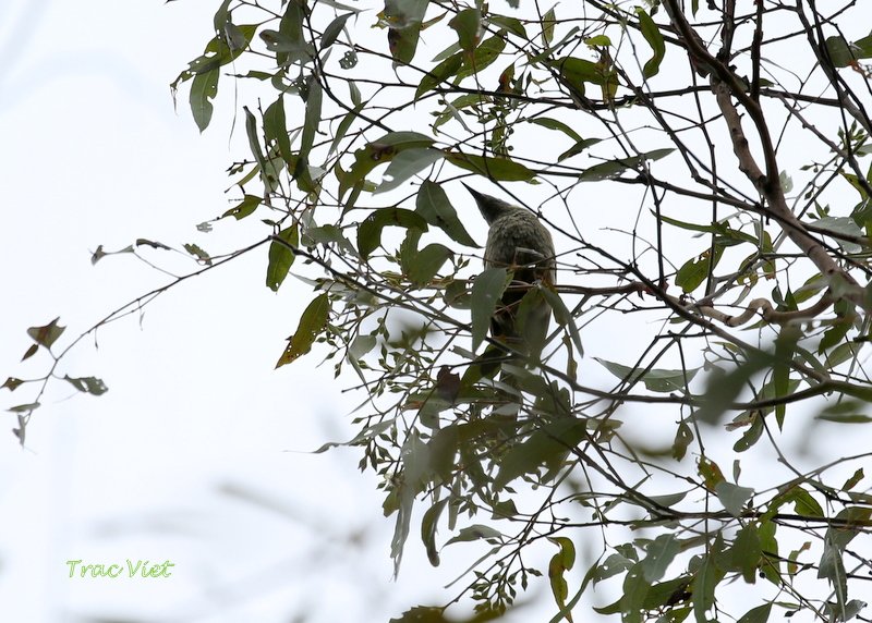 looking-for-a-name-for-this-bird-birds-in-backyards